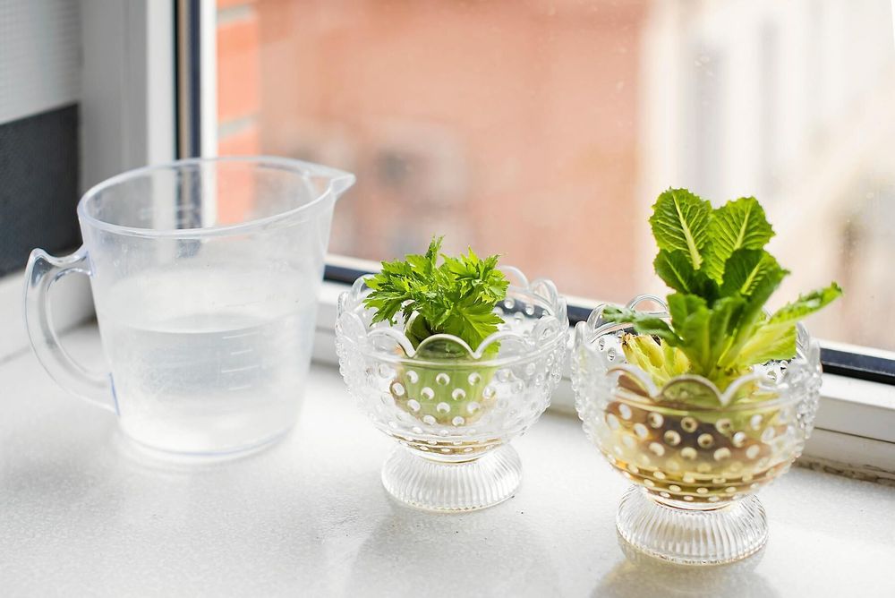 Kapad kruksallad kan sättas i vatten – snart börjar nya salladsblad titta fram.