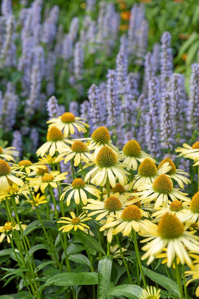 Den låga solhatten ’Cleopatra’ överraskar med sin ljusgula färg. Men visst känns formen igen från de karaktäristiska, röda solhattarna!