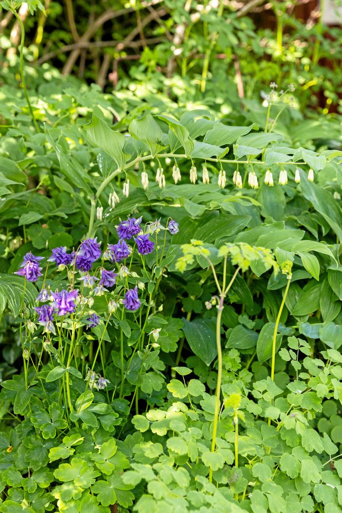 Akleja och jätterams. Trots läget mitt bland fälten på Värmlandsnäs, där Vänern trycker undan molnen och skickar regnet till Molkom, lyckas Eva och Åke få till växtmiljöer där skuggväxterna trivs.