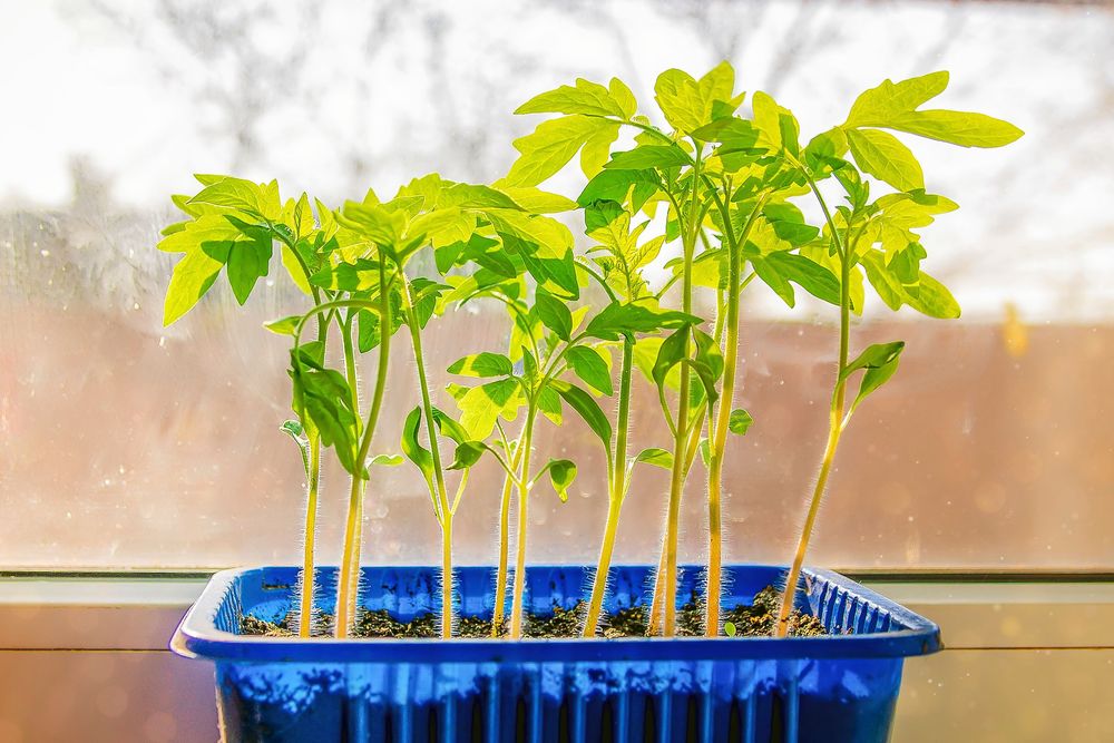 Ranglig och blek. Ge den lite ömhet.