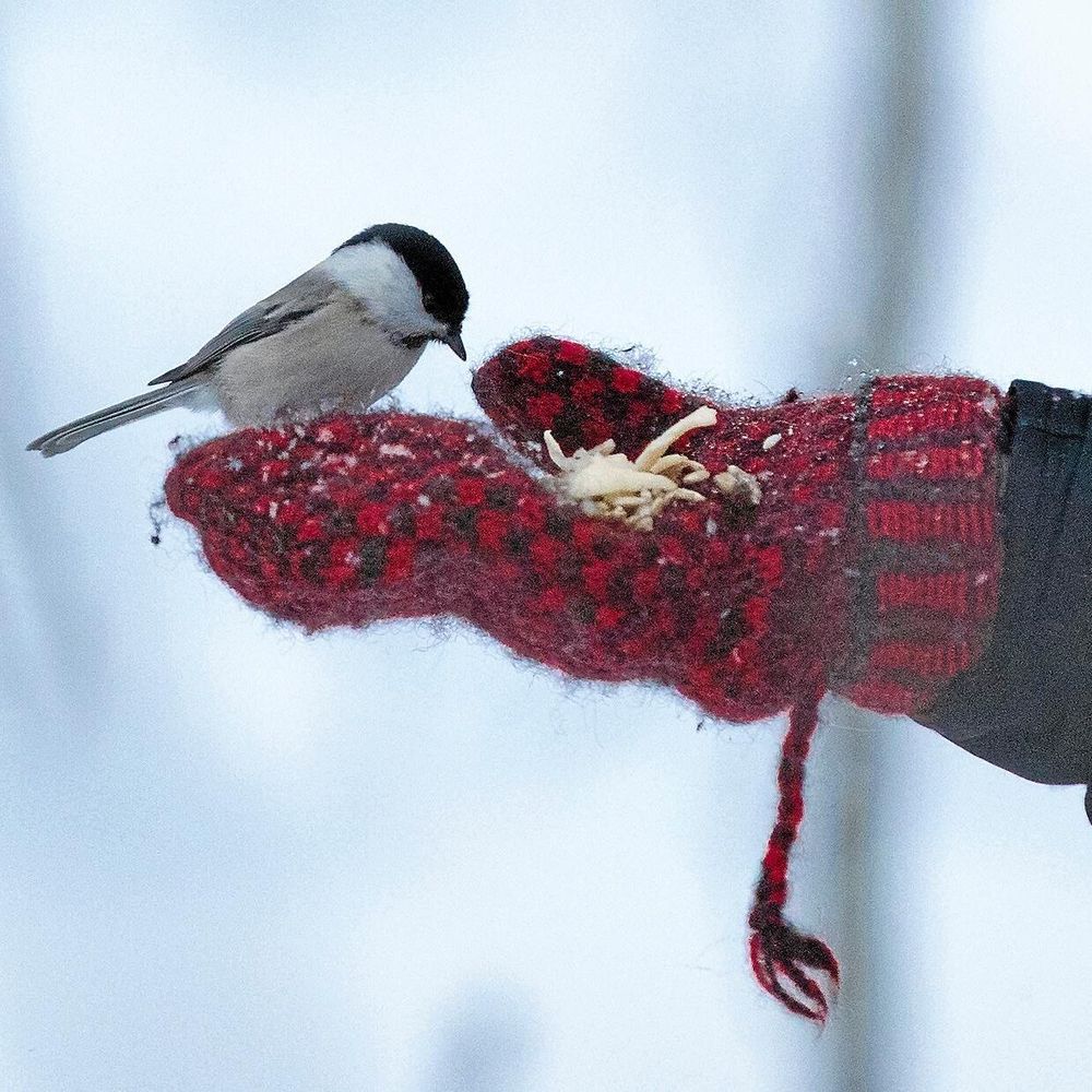 En orädd talltita spanar in en ostbit. Talltitan känns igen på grå rygg, svart hätta och beigefärgad framsida.