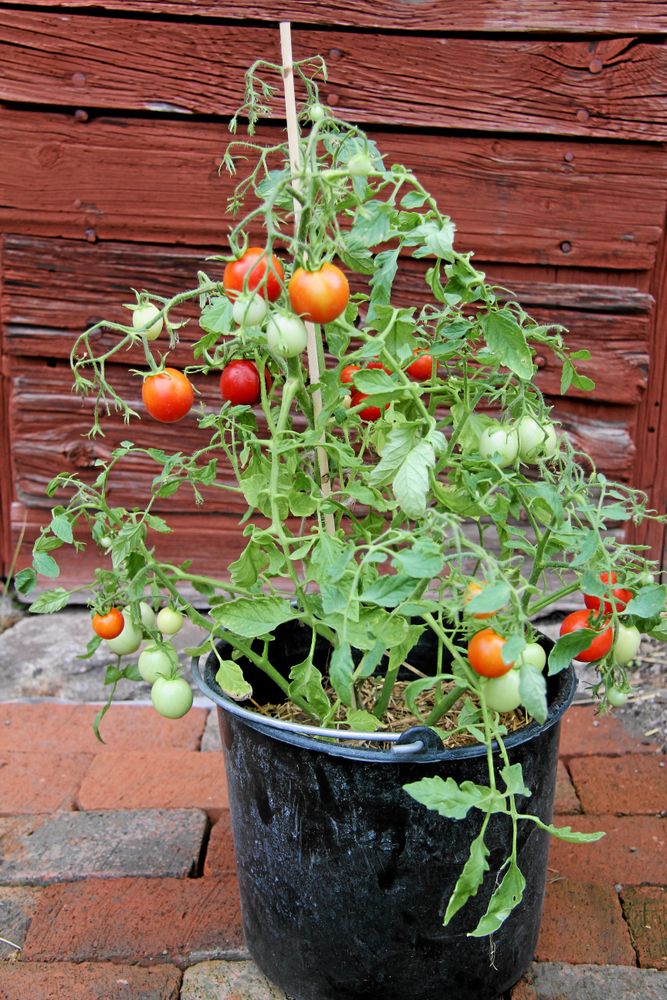 En liten Koraik-tomat i kruka.