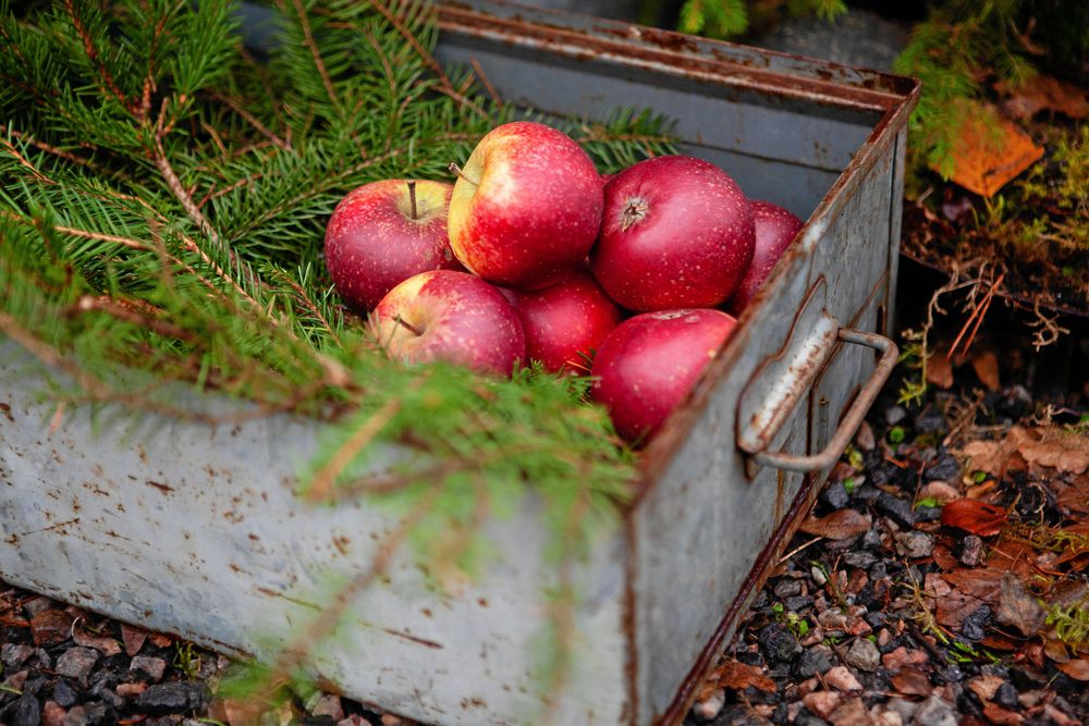 Röda äpplen och granris i lådor blir fint och naturligt julpynt.