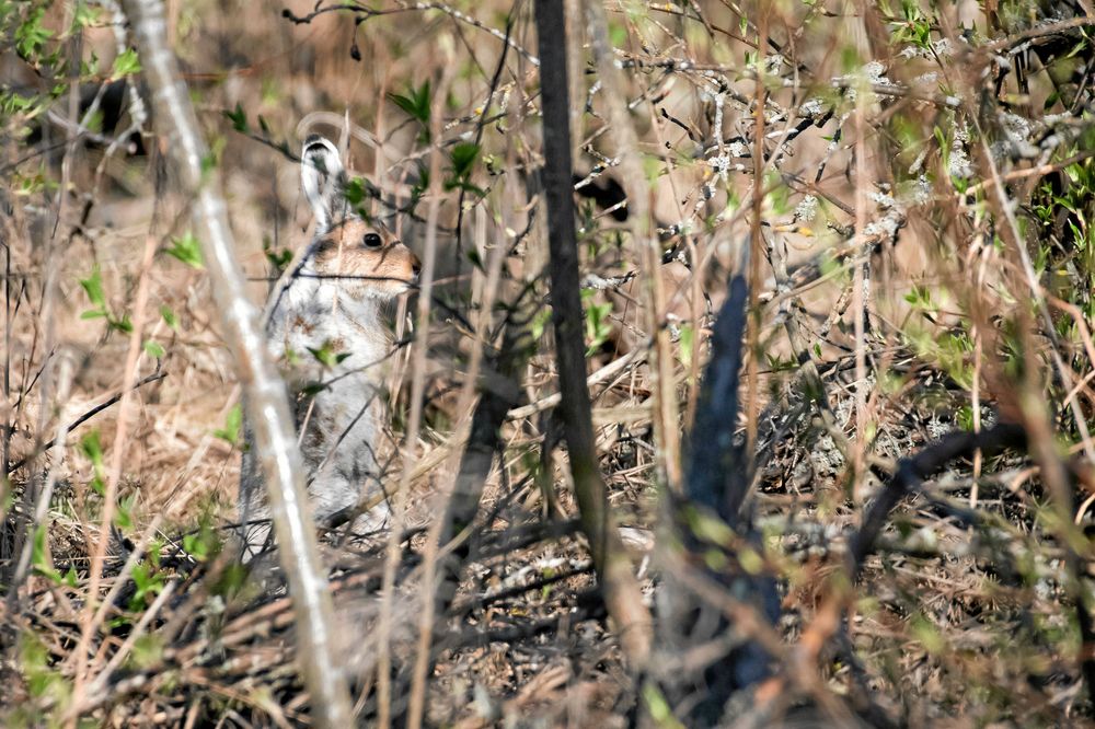 HARE. Skogsharen litar ibland på sitt kamouflage, men är också duktig på att hitta skydd eller bara krypa ihop.