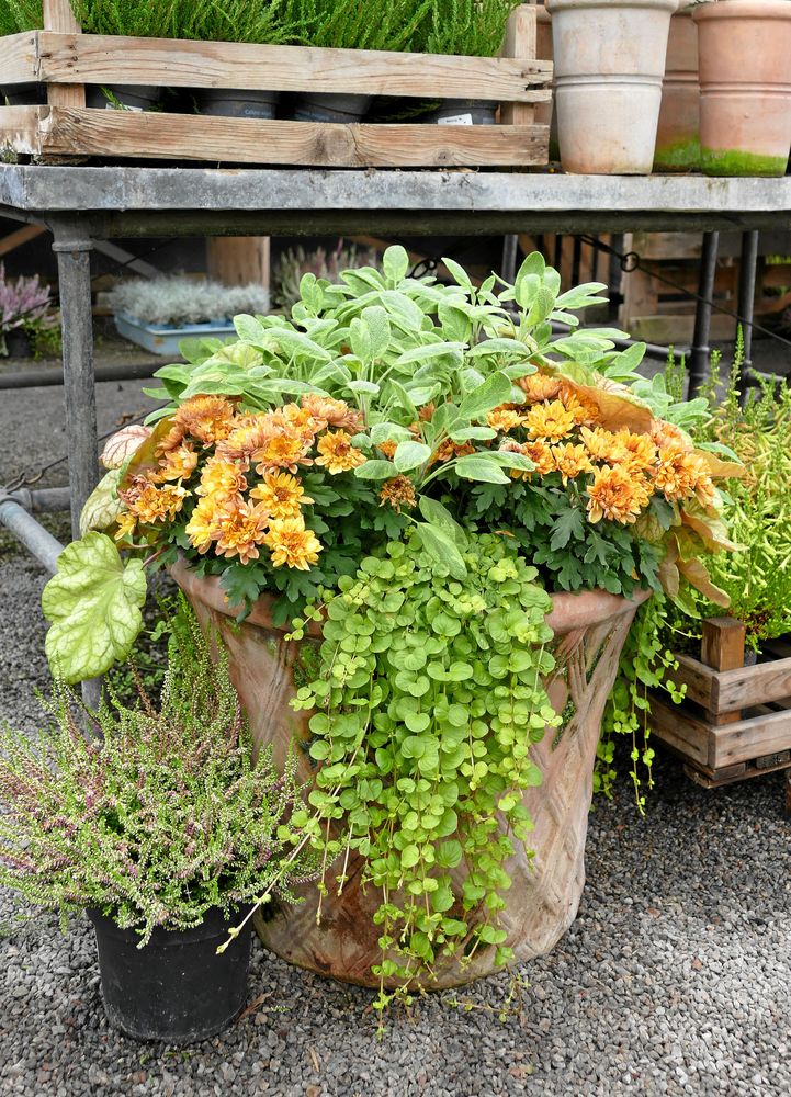 Mossig kruka blir extra vackert.