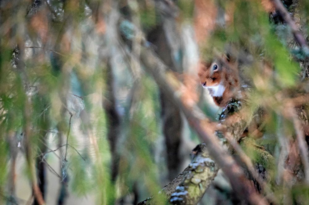 EKORRE. Ekorren ilar snabbt mellan trädens grenar, men kan plötsligt försvinna helt och då mycket väl sitta intill stammen nära dig.
