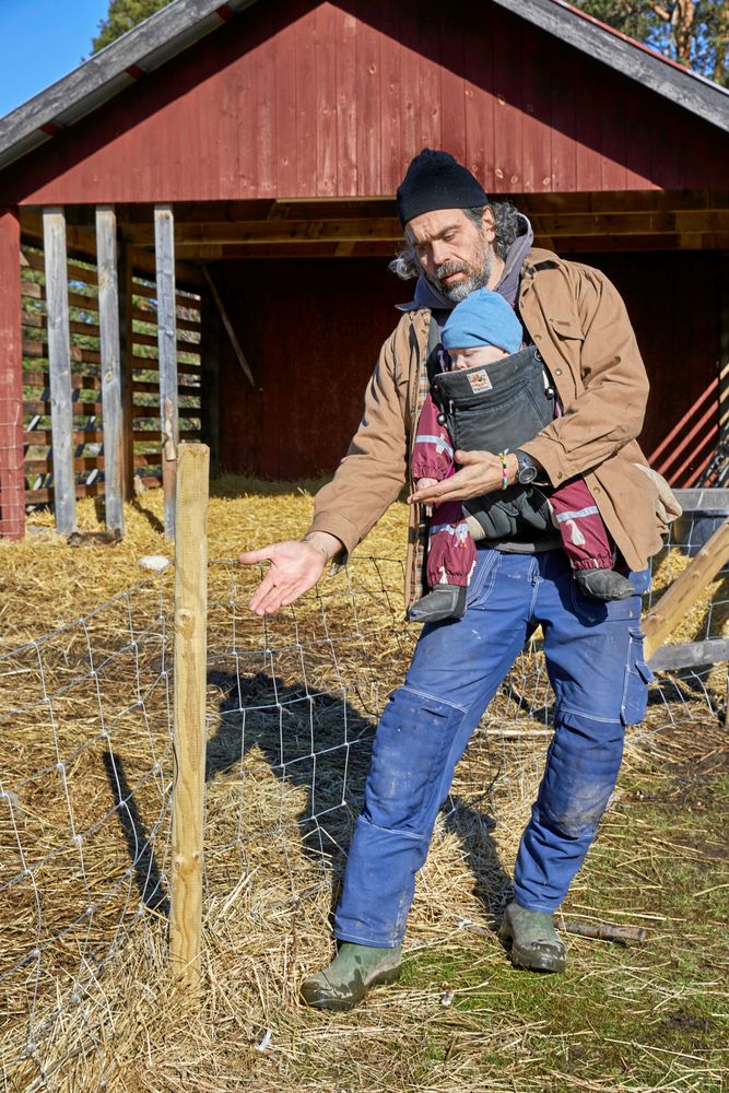 En av alla saker de har lärt sig: Att sätta fast stängslet på stolpens insida - inte på utsidan då fåren då kan putta upp stängslet och rymma.