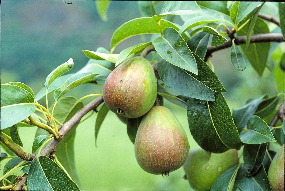 'Colorée de Juillet'