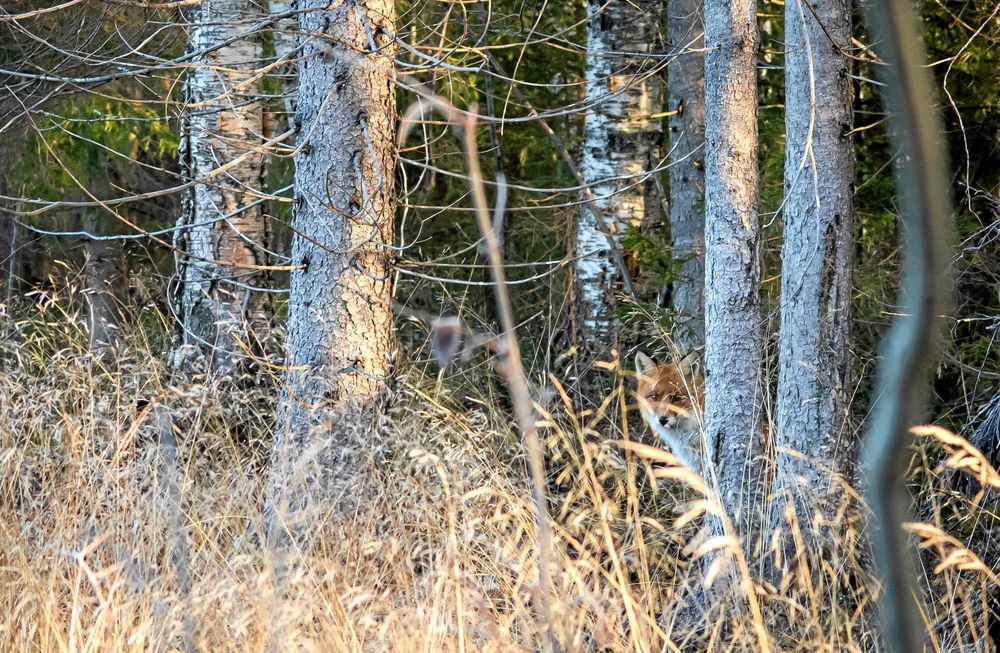 RÄV. Ofta har räven koll på dig och drar sig undan innan du ser den.