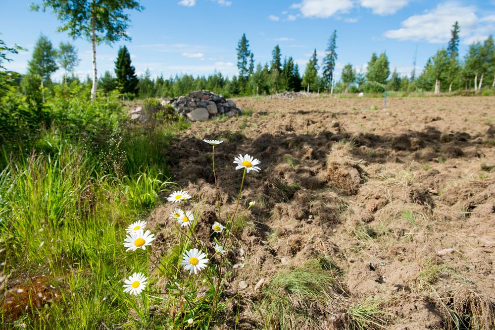 Här kommer det snart att växa fram en slåtteräng med allsköns arter och naturtyper.