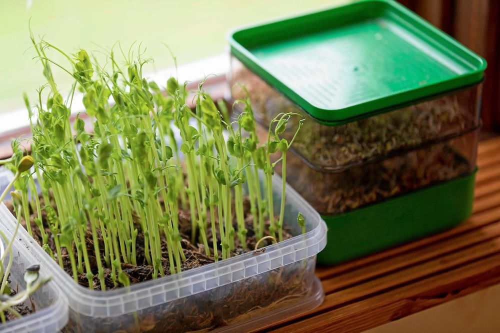 Gamla plastburkar blir utmärkta odlingslådor åt groddar på vintern.