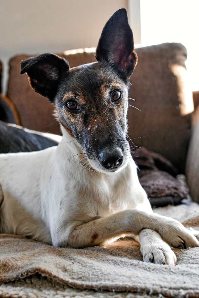 Foxterriern Alva är nu tillbaka hemma i tryggt förvar.