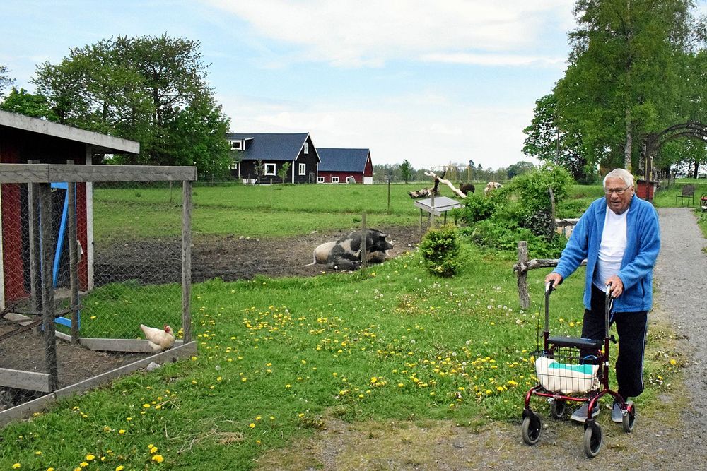 De olika djuren på gården har fått Sven Hultström att trivas bra.