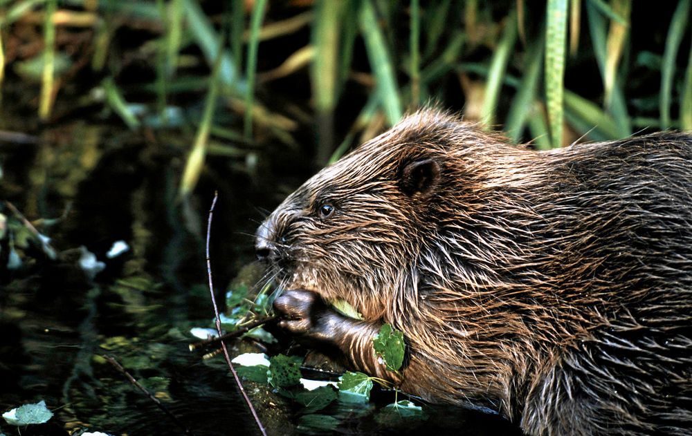 Bävern är Ångermanlands landskapsdjur.