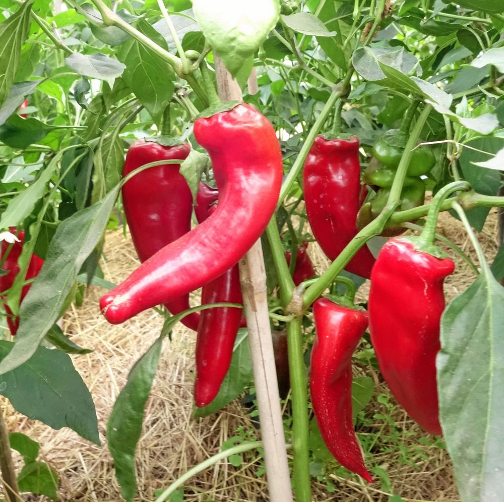 Paprika ’Cornetto’, en gammal goding från Italien.