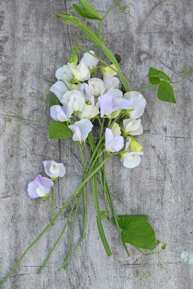 Blekt lila ’Spencer Arthur Hellyer’ doftar fantastiskt också.