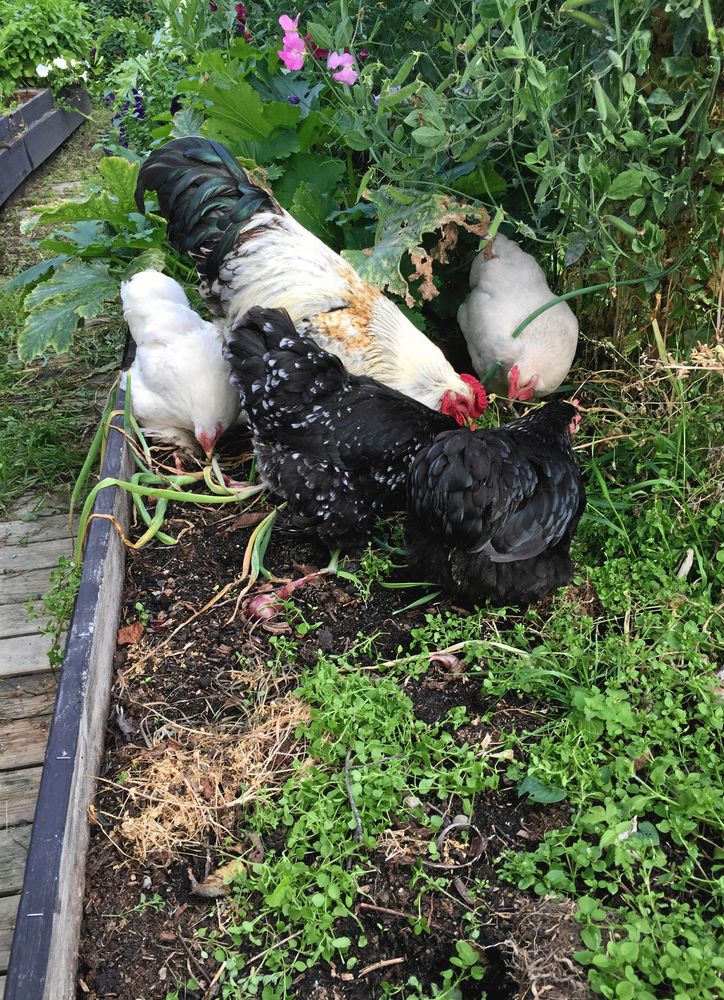 Husets höns bidrar med lite extra gödsel på sockerärtssidan.