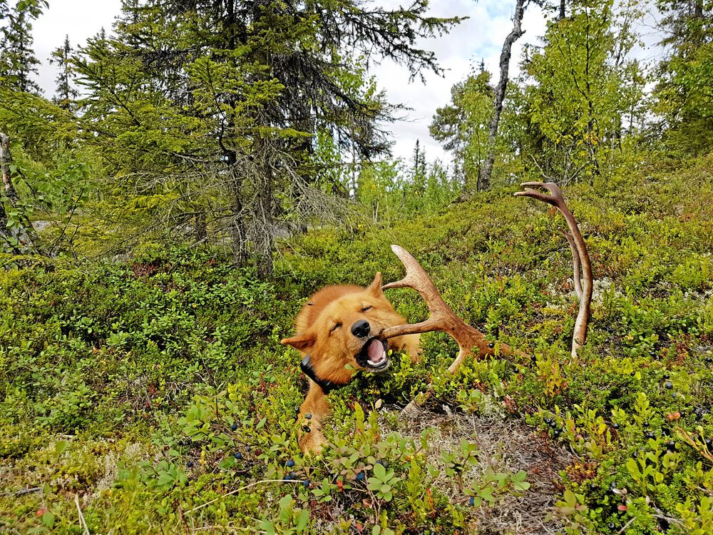 Andra pris. Jakob Bengtsson, Nordmaling, tog hem andra pris med bilden på finnspetsen Tetsuo. Här har Tetsuo bestämt att det är dags för fikarast under jakten, inte underligt när han hittat en sån godbit.
