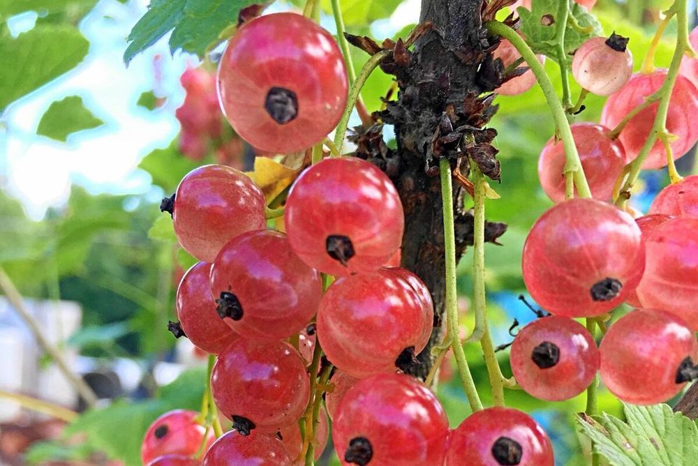 Har du också rosa vinbär? Doris är nyfiken på hur spritt det rosa vinbäret är i landet. Hör gärna av dig om du har en planta. Skicka ett mejl till Lands redaktör Kristina Bäckström på kristina.backstrom@land.se och berätta!