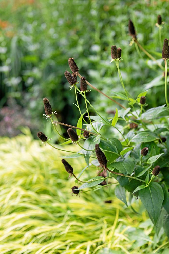Den originella trollrudbeckian ’Green Wizard’ kan vara lite knepig att få tag i. Men allt fler testar att fröså perenner och frön finns att köpa.