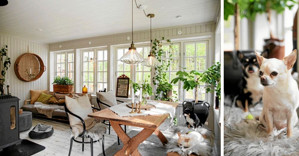 Ljust och fint inne i glasverandan med plats för matsalsmöbler, soffgrupp och kamin. Och hundarna Oliver och Ronja har varsin fårfäll på sittbänken.