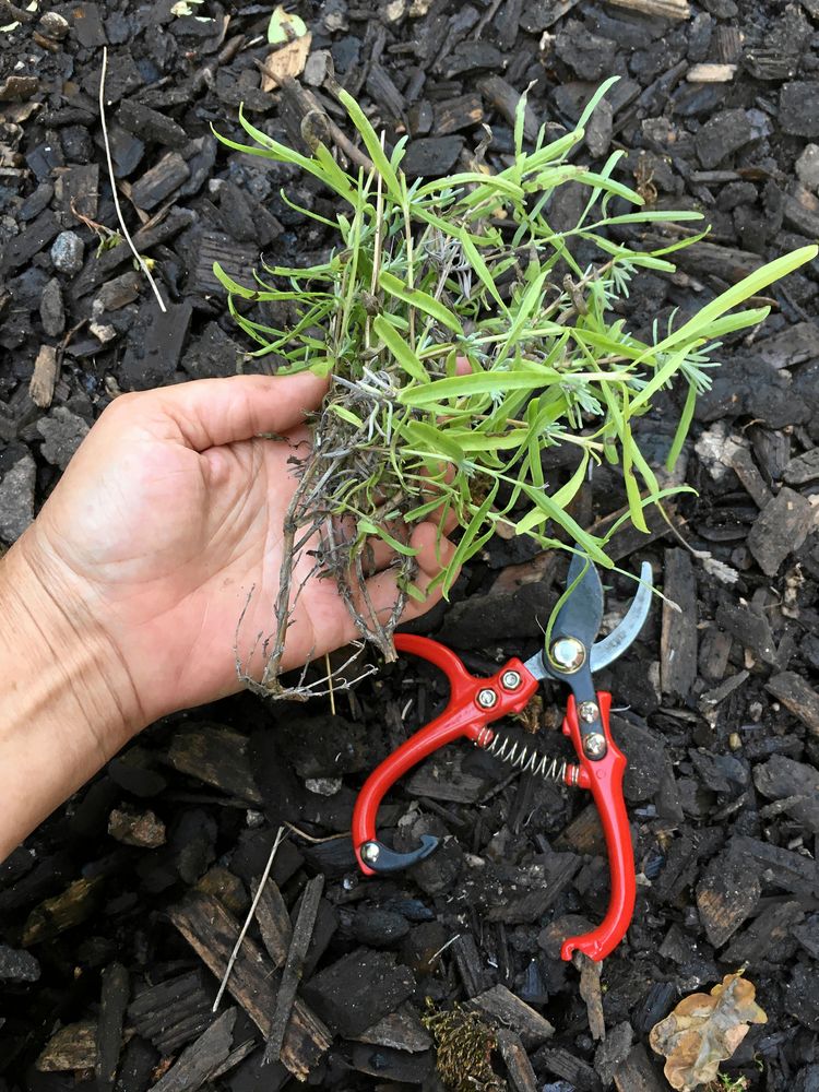 En vedartad gren med många sidogrenar är perfekt.