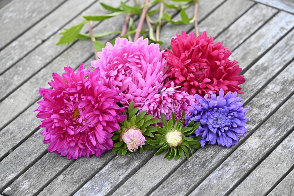 Trotjänaren sommaraster är tillbaka!