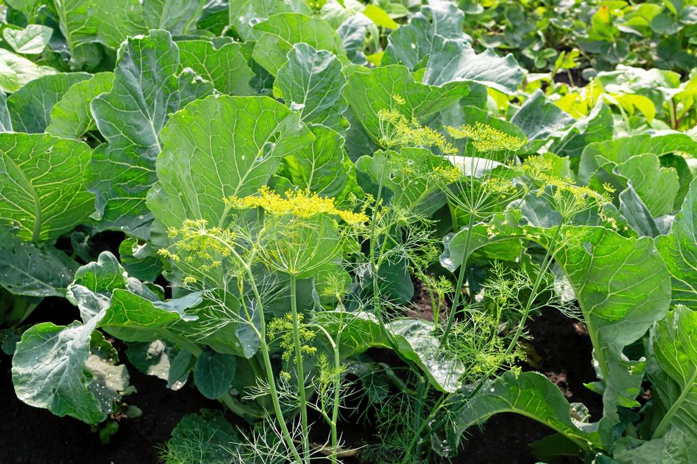 Strö dill överallt. Det kan inte bli för mycket.