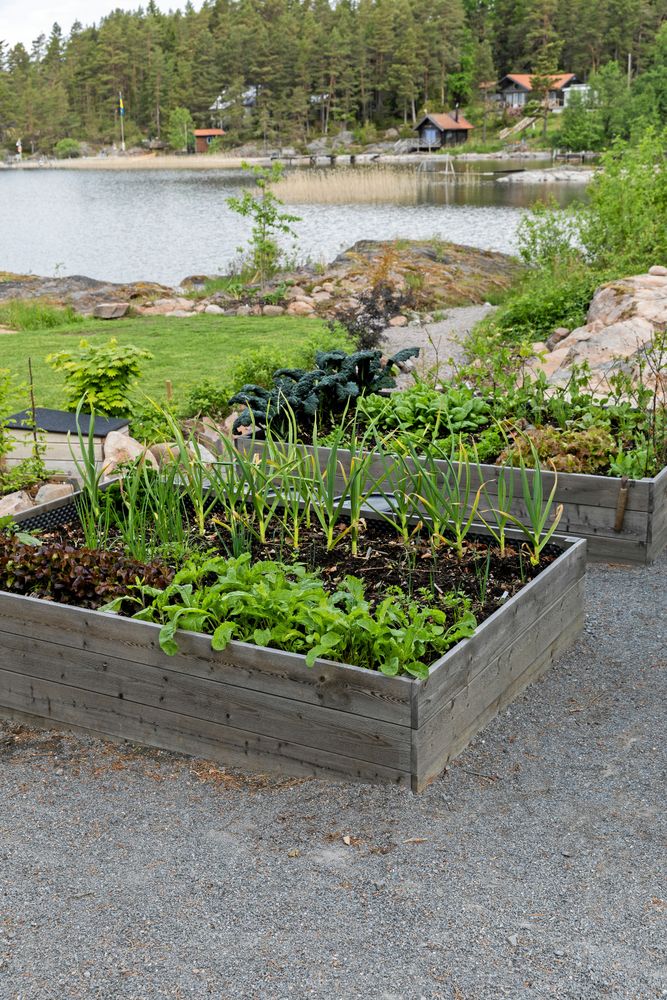 Redan som flicka hade Paula en liten odlingslott på familjens lantställe. Eftersom jordmånen på udden inte är lämpad för odling har hon satsat på några pallar med köksväxter för att kunna plocka in färska grönsaker.