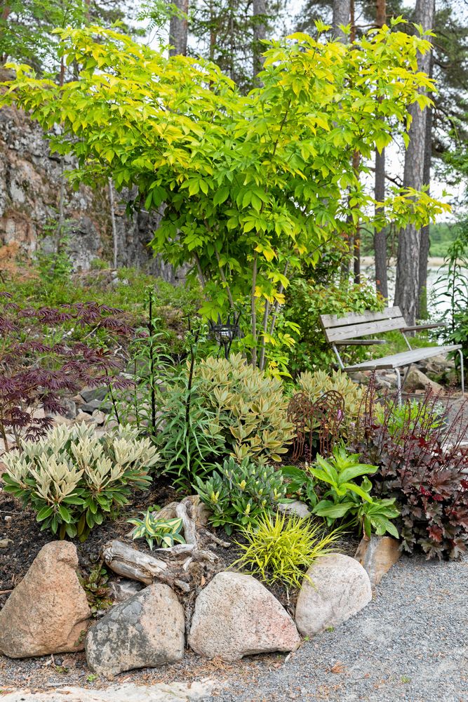 Bakom bänken har Paula satt doftande rosor: Madame Boll, Jaques Cartier och James L Austin. Här lyser solen från tidig förmiddag till kväll och ger extra skjuts åt bladfärgerna i rabatten, där den japanska lönnen ’Trompenburg’ samsas med rododendron, funkia, alunrot och liljor.