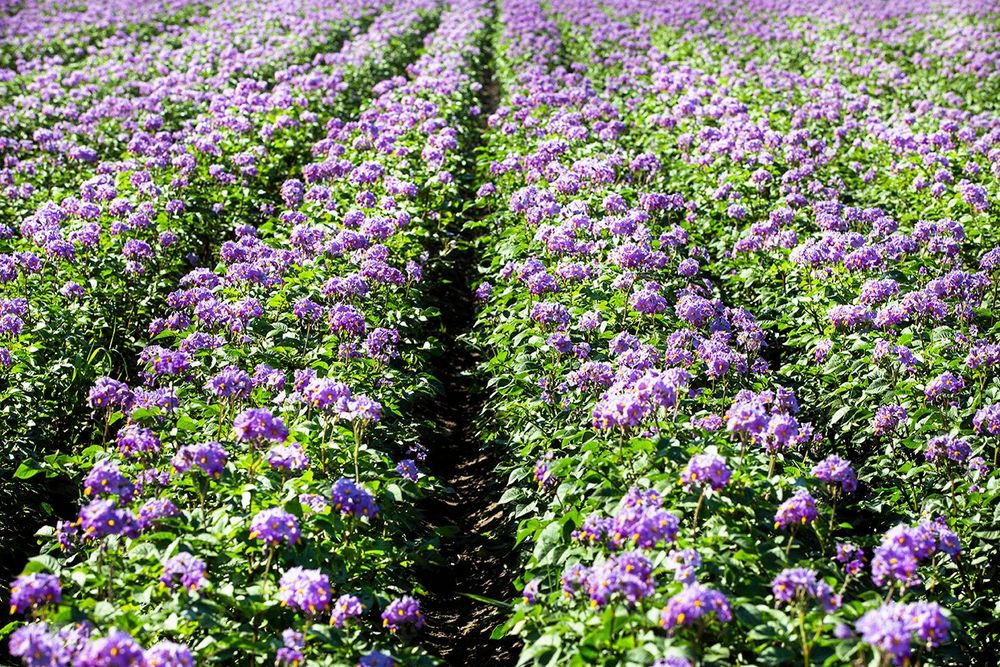 ”När de blå potatissorterna blommar kan lavendeln slänga sig i väggen”, säger Bitte Persson.