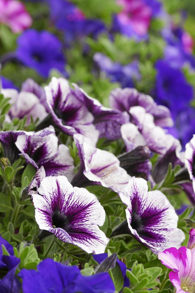 Din favoritpetunia kan bli snudd på evig.