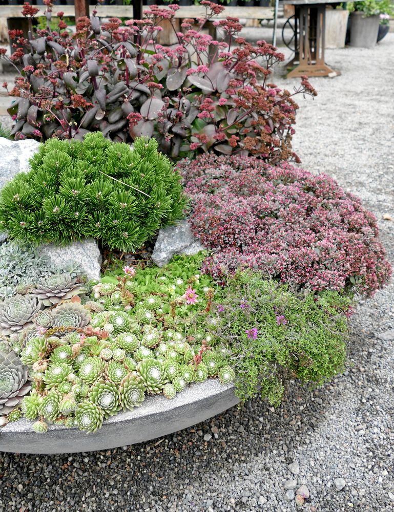 Fetbladingar och barr.