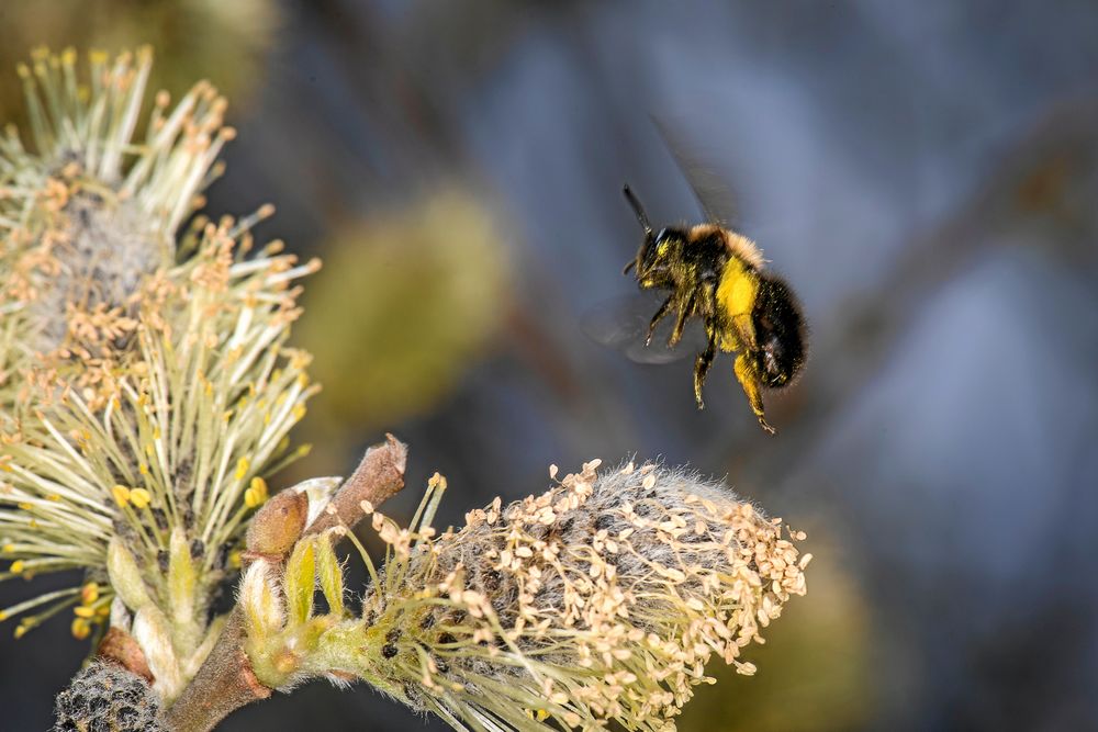 Mums för hungriga bin, sälgens protein är rika på protein och energi under tidig vår.