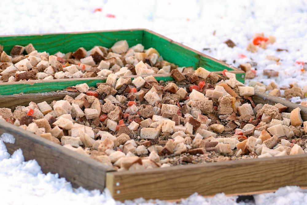 Rådjuren får en blandning av bröd, morötter, äpplen och päron som toppas med viltfoder.