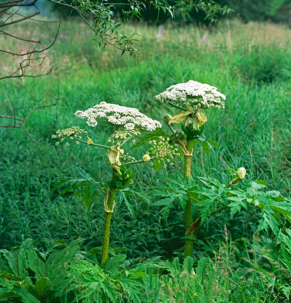 Växtsaften i jättelokan kan orsaka allvarliga hudskador hos människan.