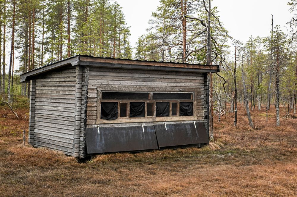 Bert Mårtensson gömsle står intill en myr där åteln ligger med en äldre skog som fond.