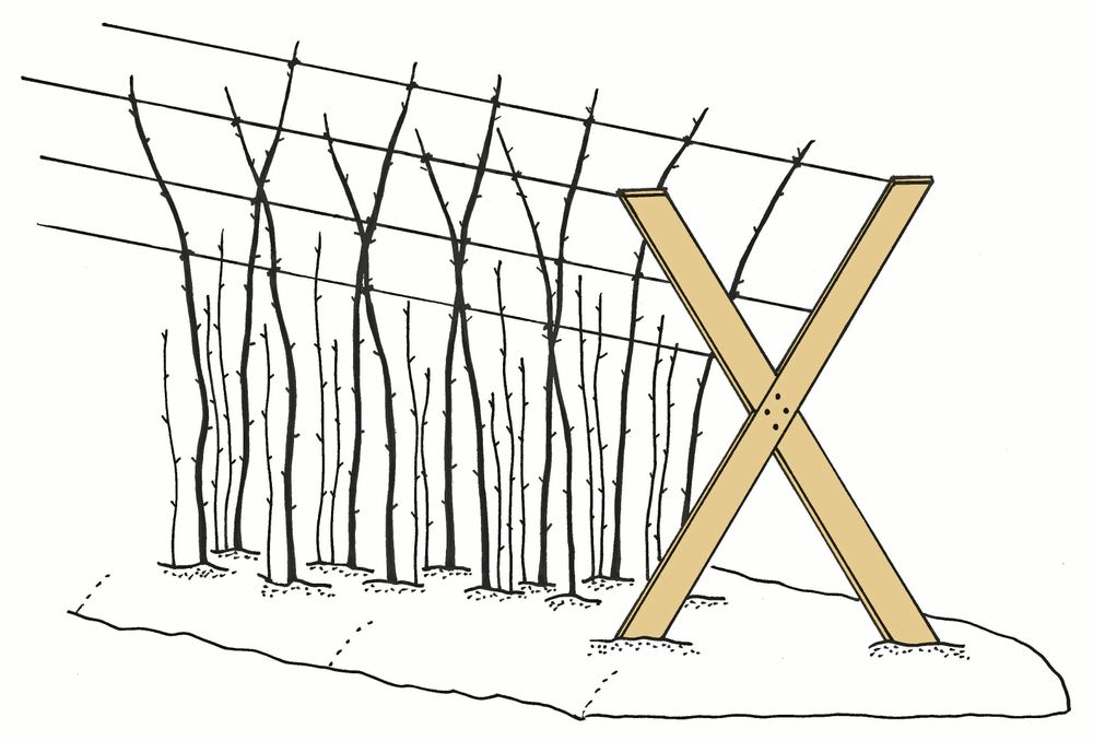 KRYSSAT. X-formen ger plats för fler trådar att binda emot.