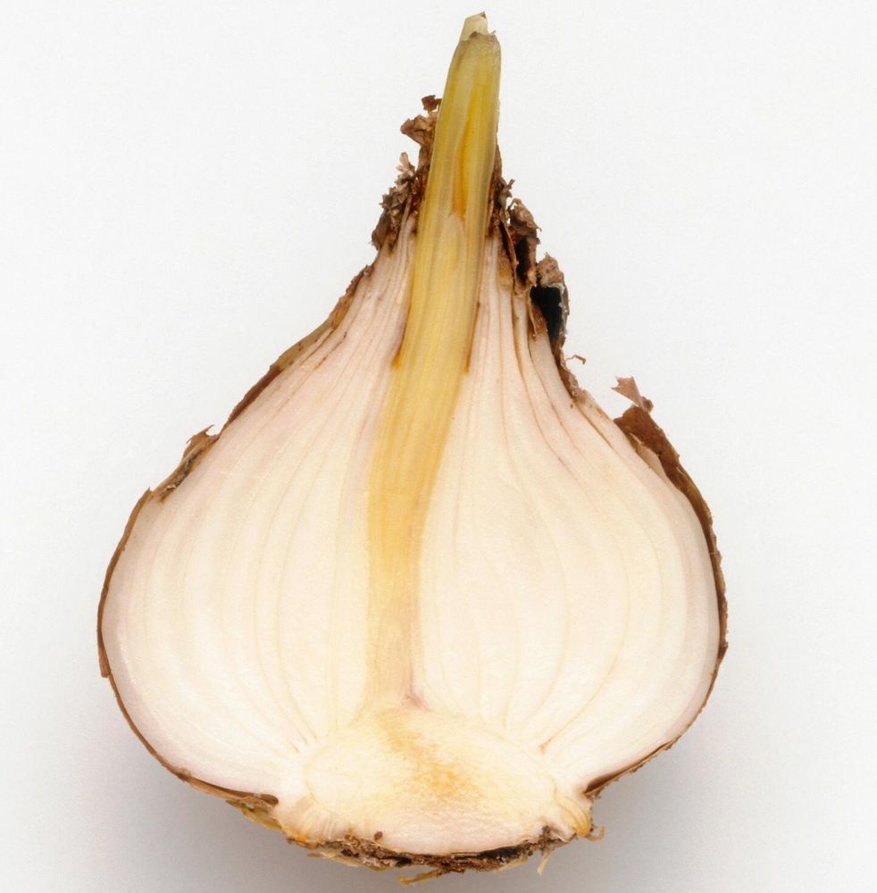 Så ser löken ut inuti. Tillväxtplattan i botten med rotanlag skärs bort på den vaxade löken.