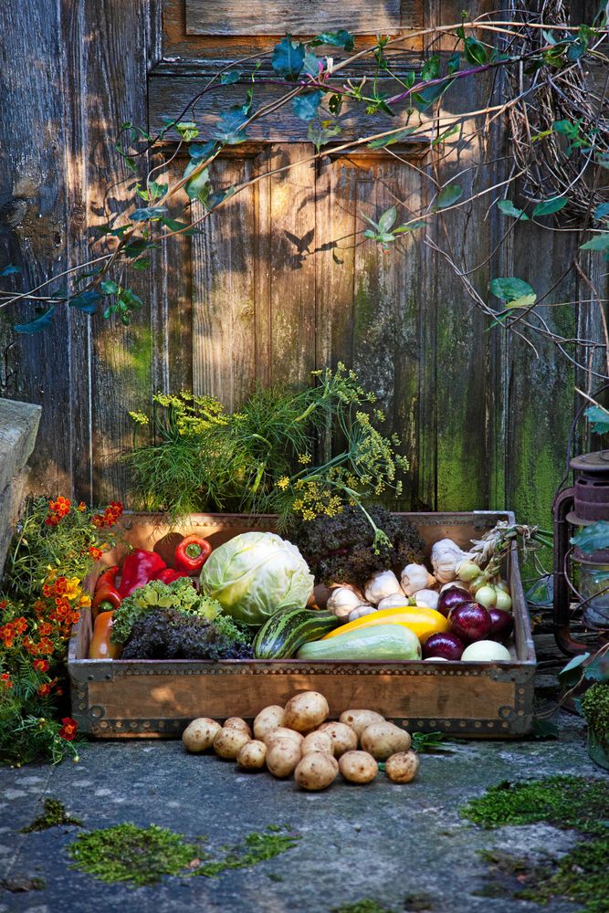 Färska grönsaker direkt från bonden på Ölands Skördefest.