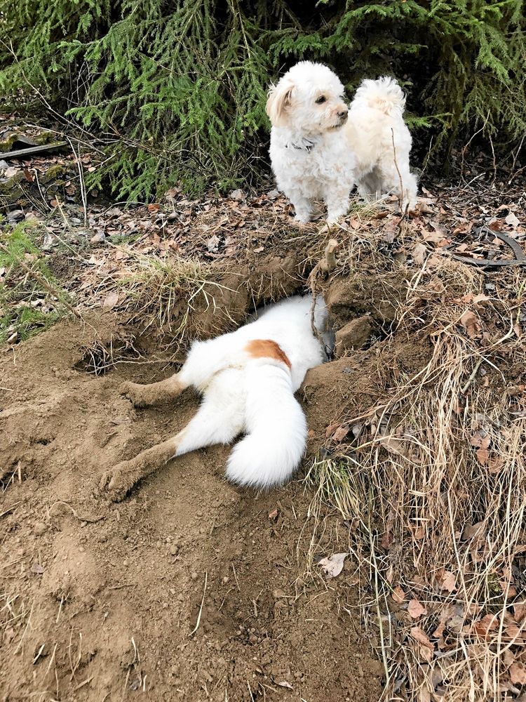 Lagarbete. Det som sticker ut ur hålet är Grappo, en norrbottensspets som älskar att gräva efter sork. Vaktposten är Ludde, en fyrvägskorsning som inte drar sig för att fånga möss själv. Matilda Abrahamsson, Liden, tog bilden.