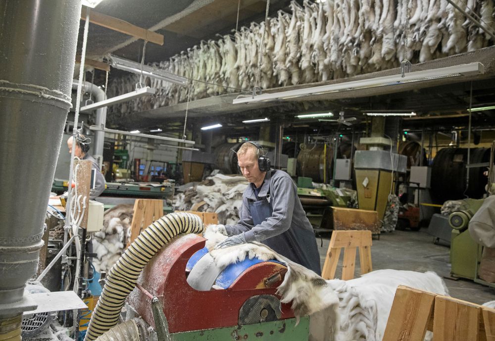Renhudarna naturgarvas på ett traditionellt och miljövänligt sätt. Här ger Håkan Kero en sista putsning.