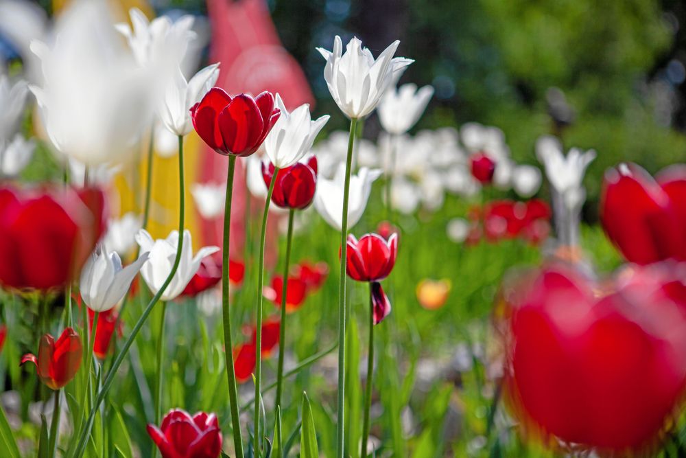 Tulpanerna trivs i Backsjö trots d.et nordliga läget