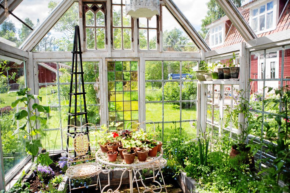 Ljus och rymd med alla fönster i tak och sidor. Här mår både plantor och människor bra.