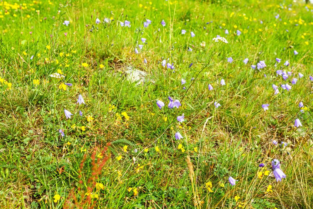 Klassisk blåklocksmark en torr och mager ängsbacke.
