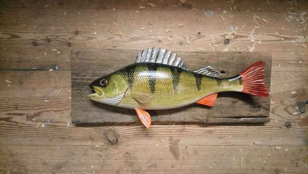 En grönskimrande abborre med rödaktiga fenor och stjärt.