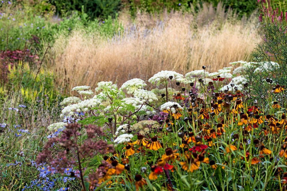 Bergsiljans vita flockar på mörka stjälkar tillsammans med rudbeckior i Piet Oudolfs plantering i Vlinderhof.