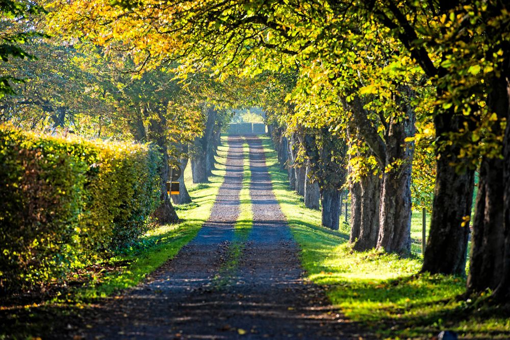 Bildskön väg till gården genom en knotig trädallé.