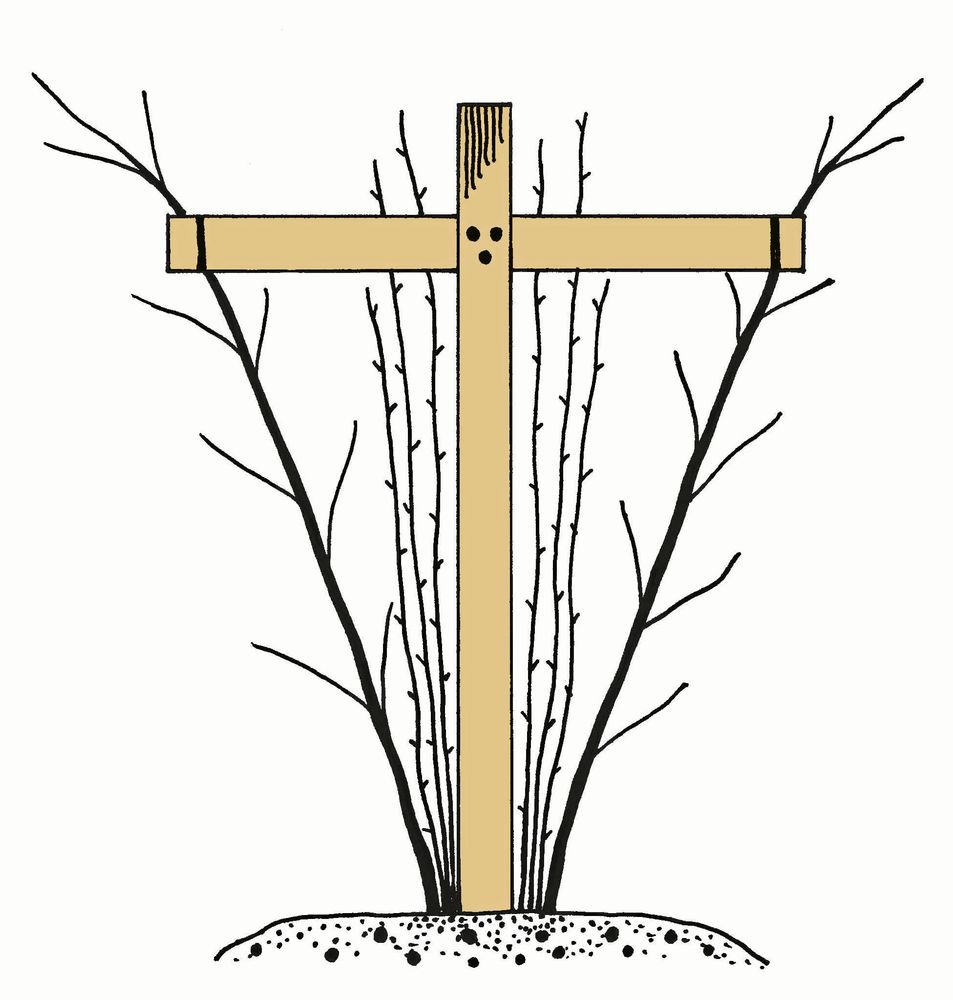 STÖD I V. Fruktbärande grenar längst ut, tillväxt i mitten.