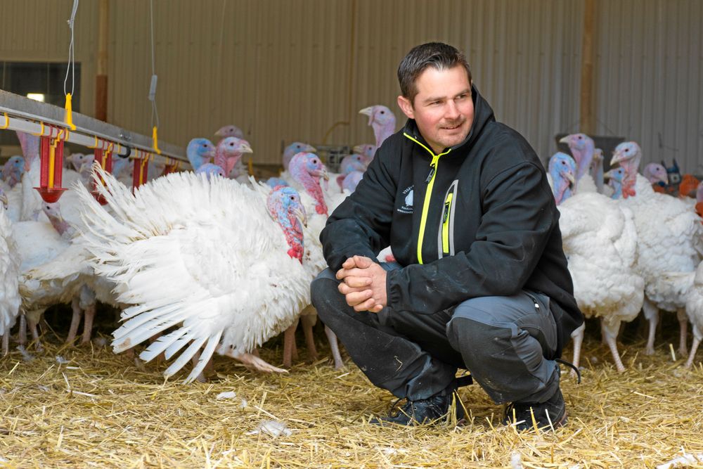 Daniel i det nya kalkonstallet som de byggde för sex år sedan. Cirka 5000 kalkoner per år föds upp här.